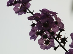 IMG_1863a